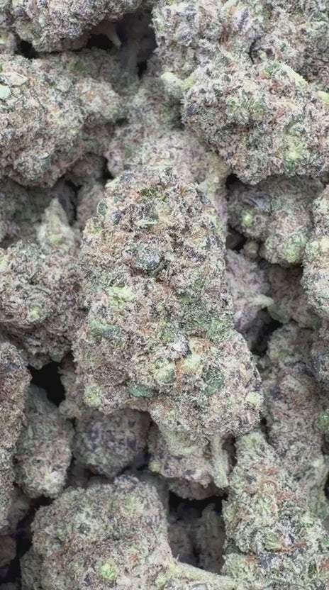 Load video: Purple Hindu Indoor - Bulk - Indica