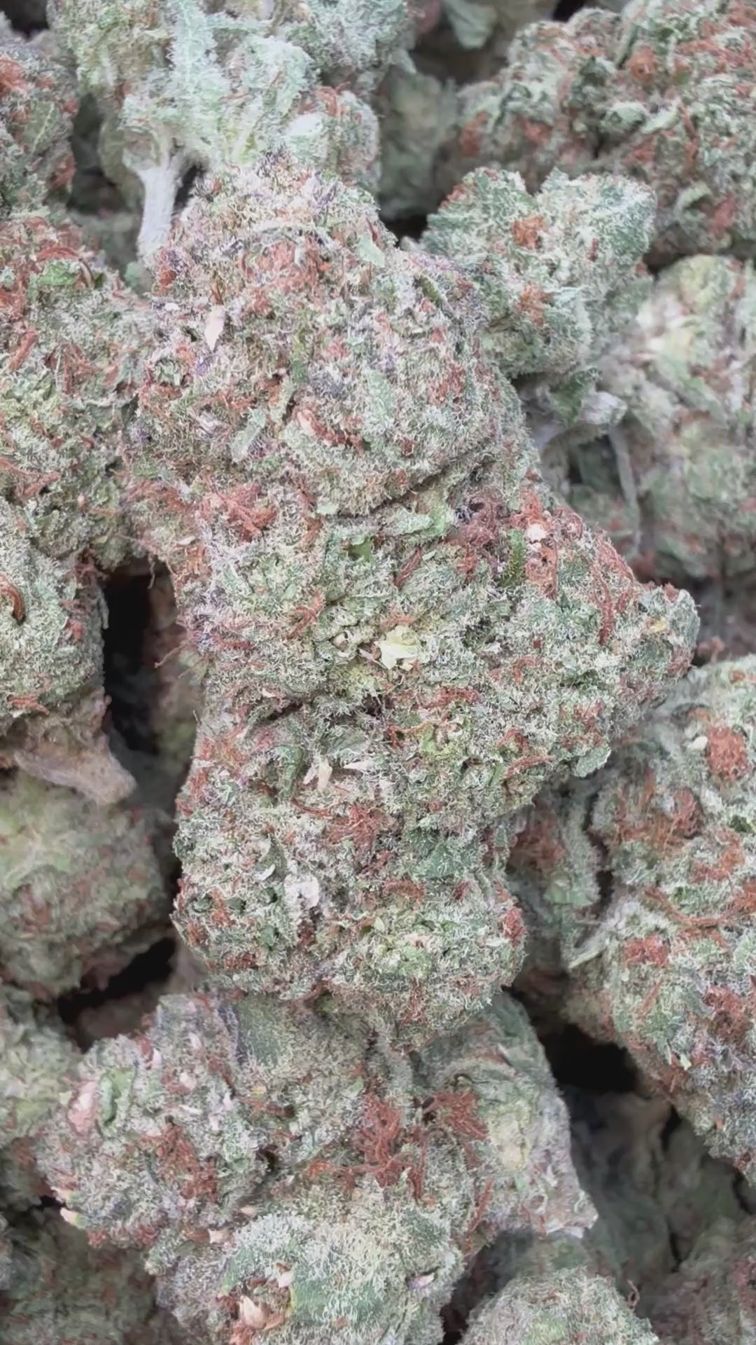Load video: Lemon Cherry Gas Indoor - Bulk - Hybird