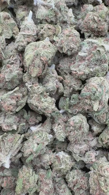 Load video: Lemon Fuel OG Littles - Bulk Littles - Hybrid