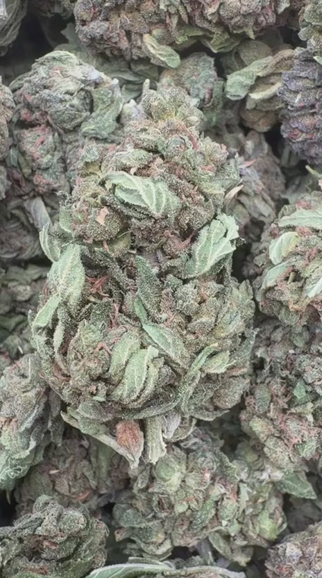 Load video: Jungle Gelato - Bulk - Indica