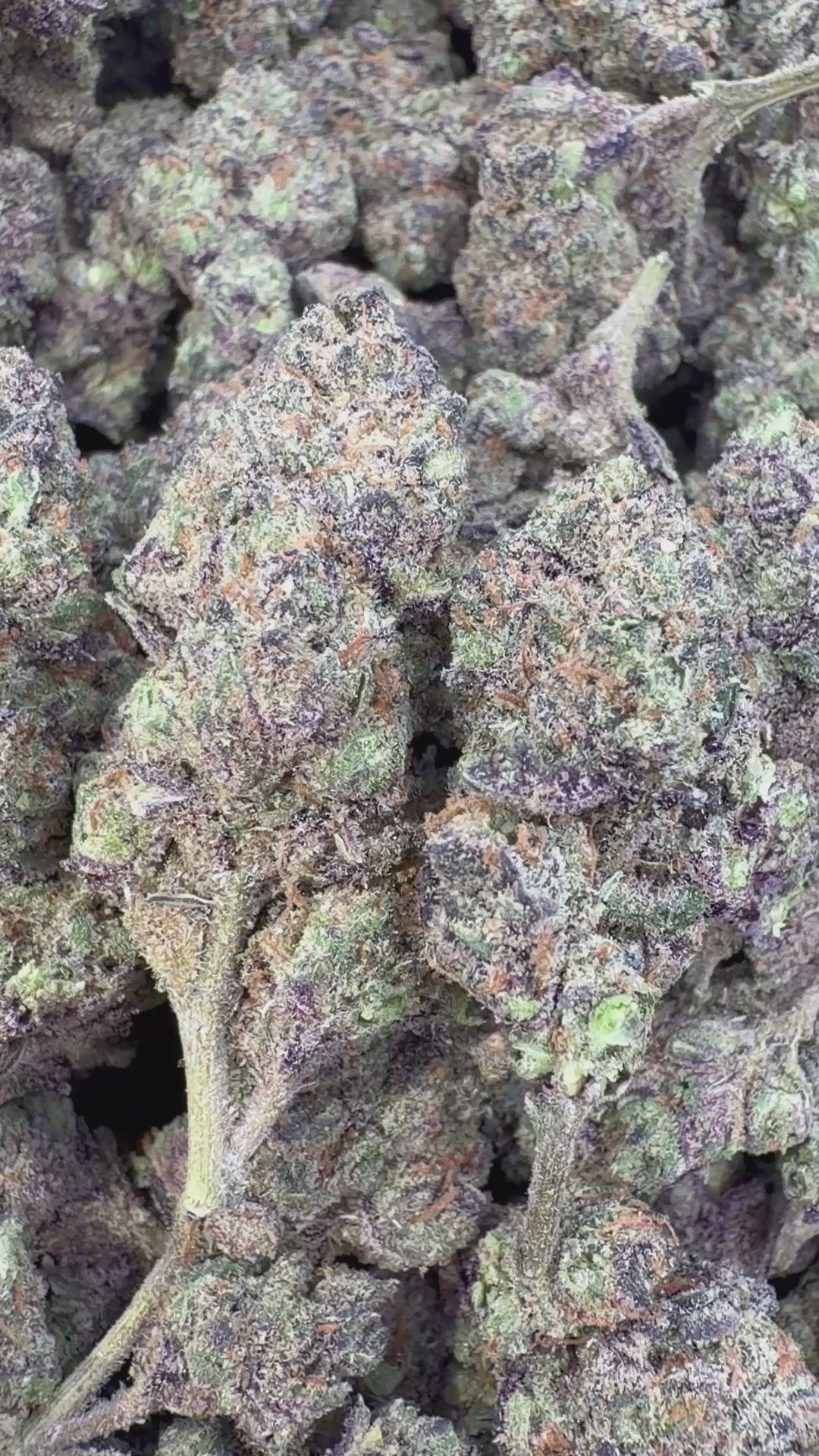 Load video: Gumbo Indoor - Bulk - Hybrid