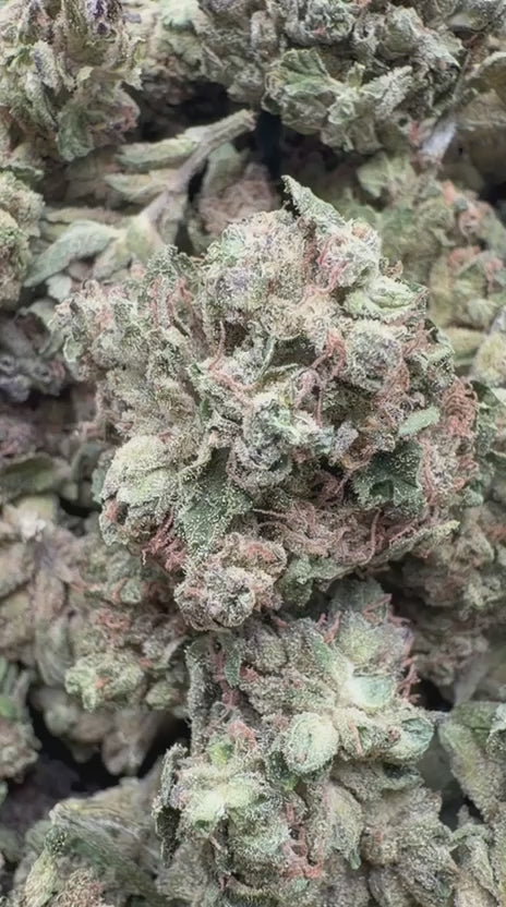 Load video: Purple Punch - Bulk - Indica