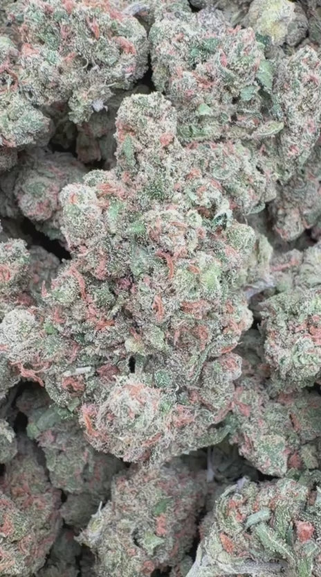 Load video: Super Jack Indoor - Bulk - Hybrid