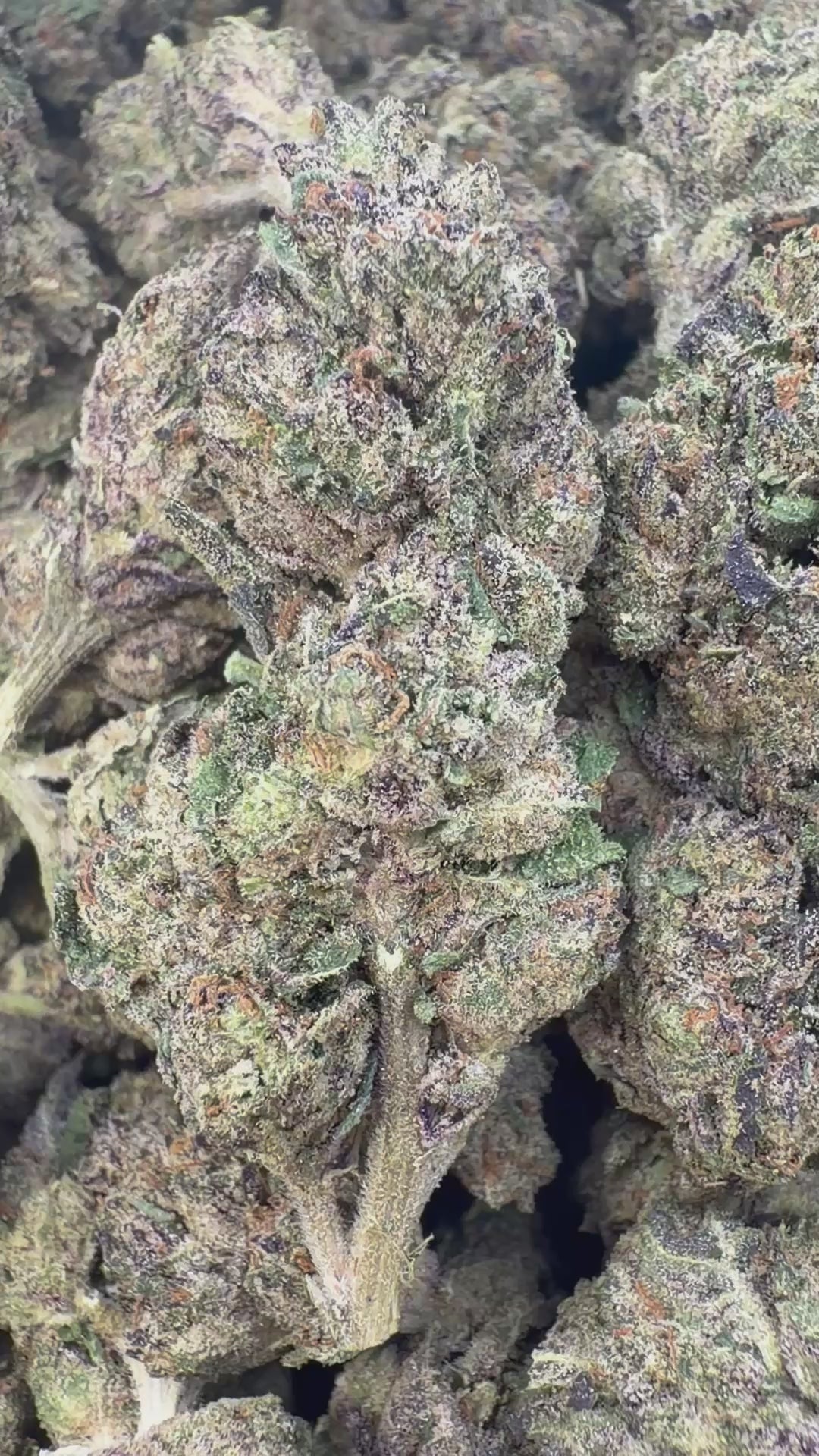 Load video: Space Runtz Indoor - Bulk - Hybrid