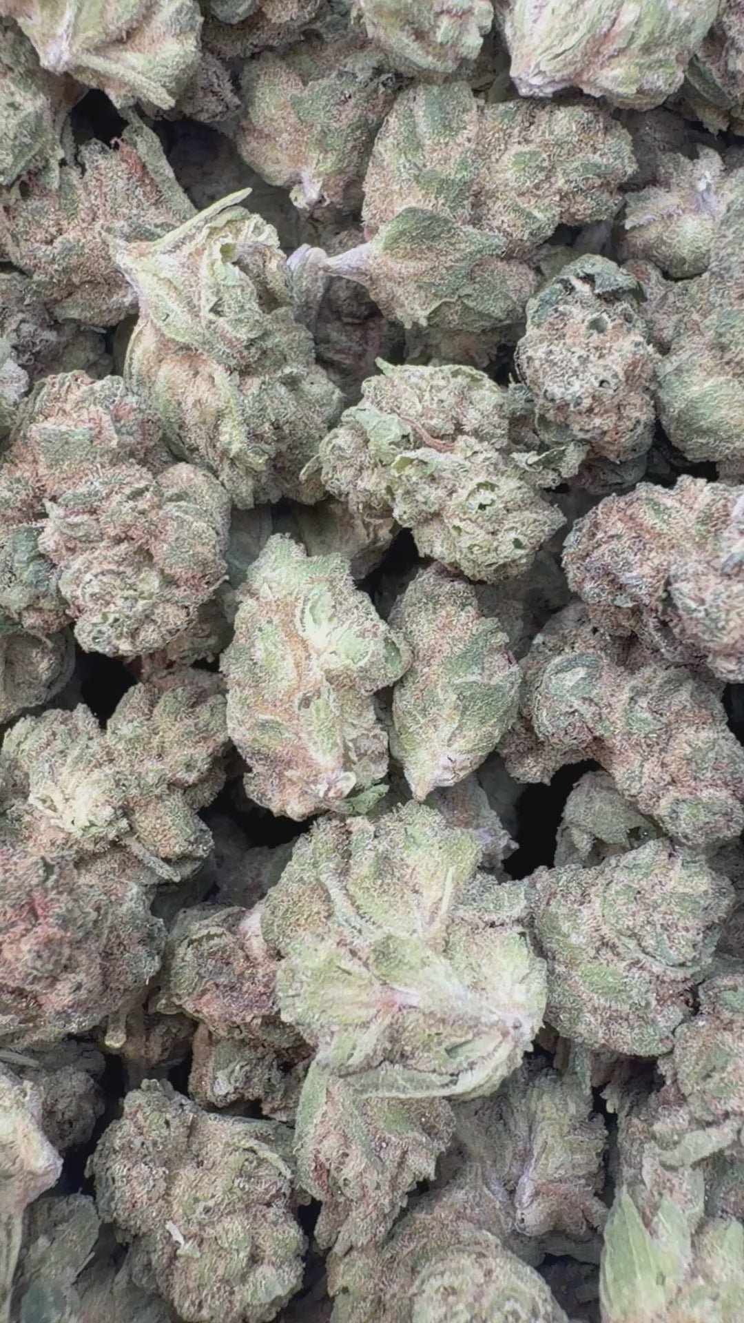 Cargar vídeo: Muñeco de nieve Littles - Bulk Littles - Híbrido