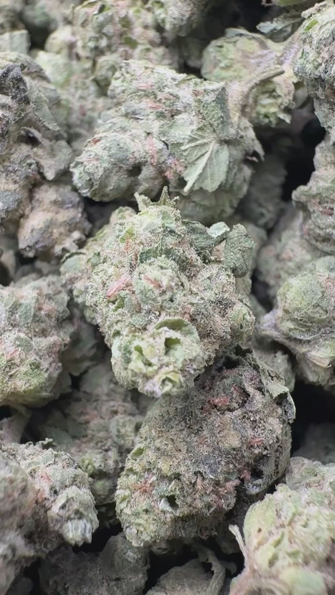 Load video: Hash Plant Littles - Bulk Littles - Indica