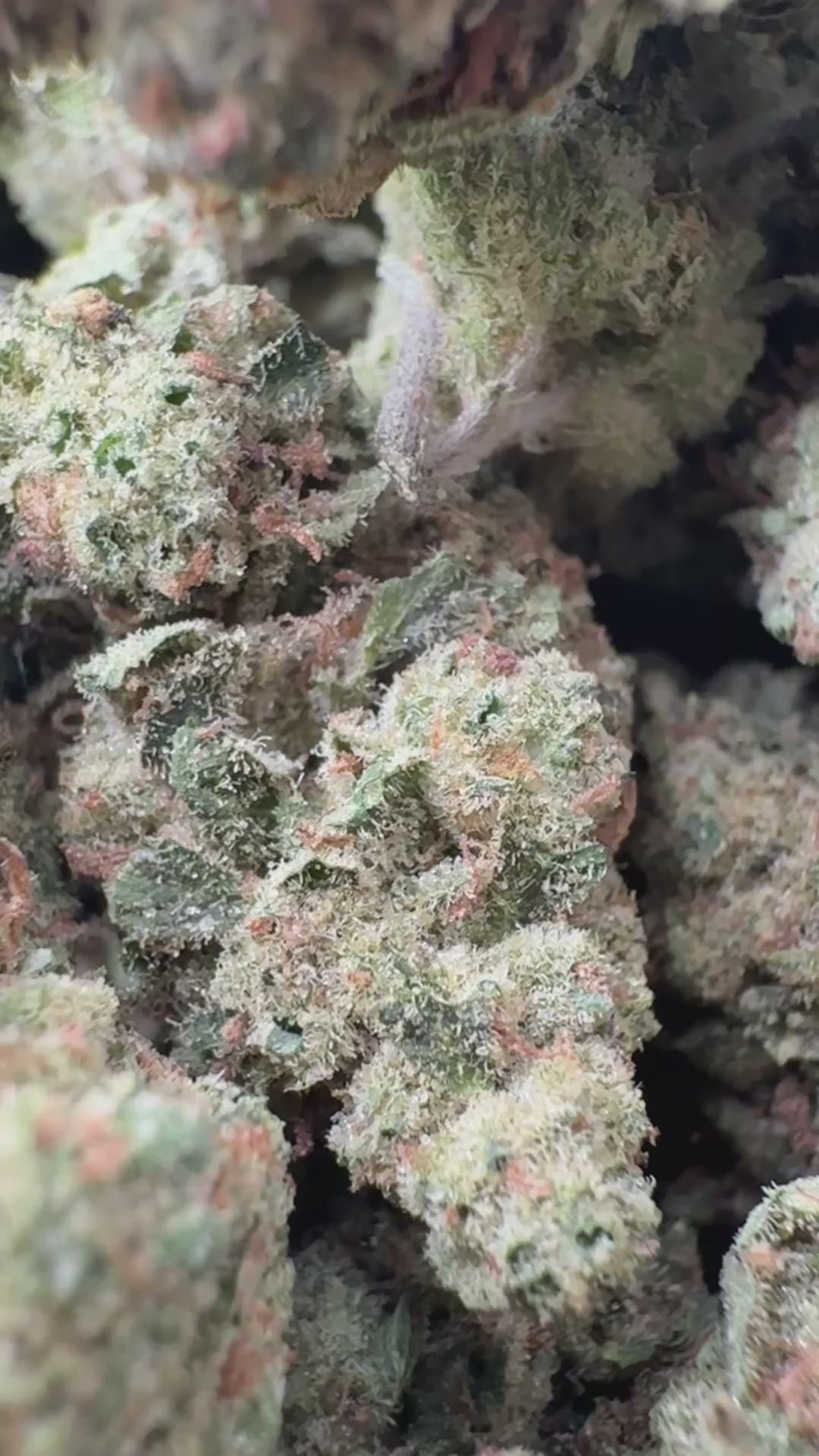 Load video: Gas Face - Bulk - Indica