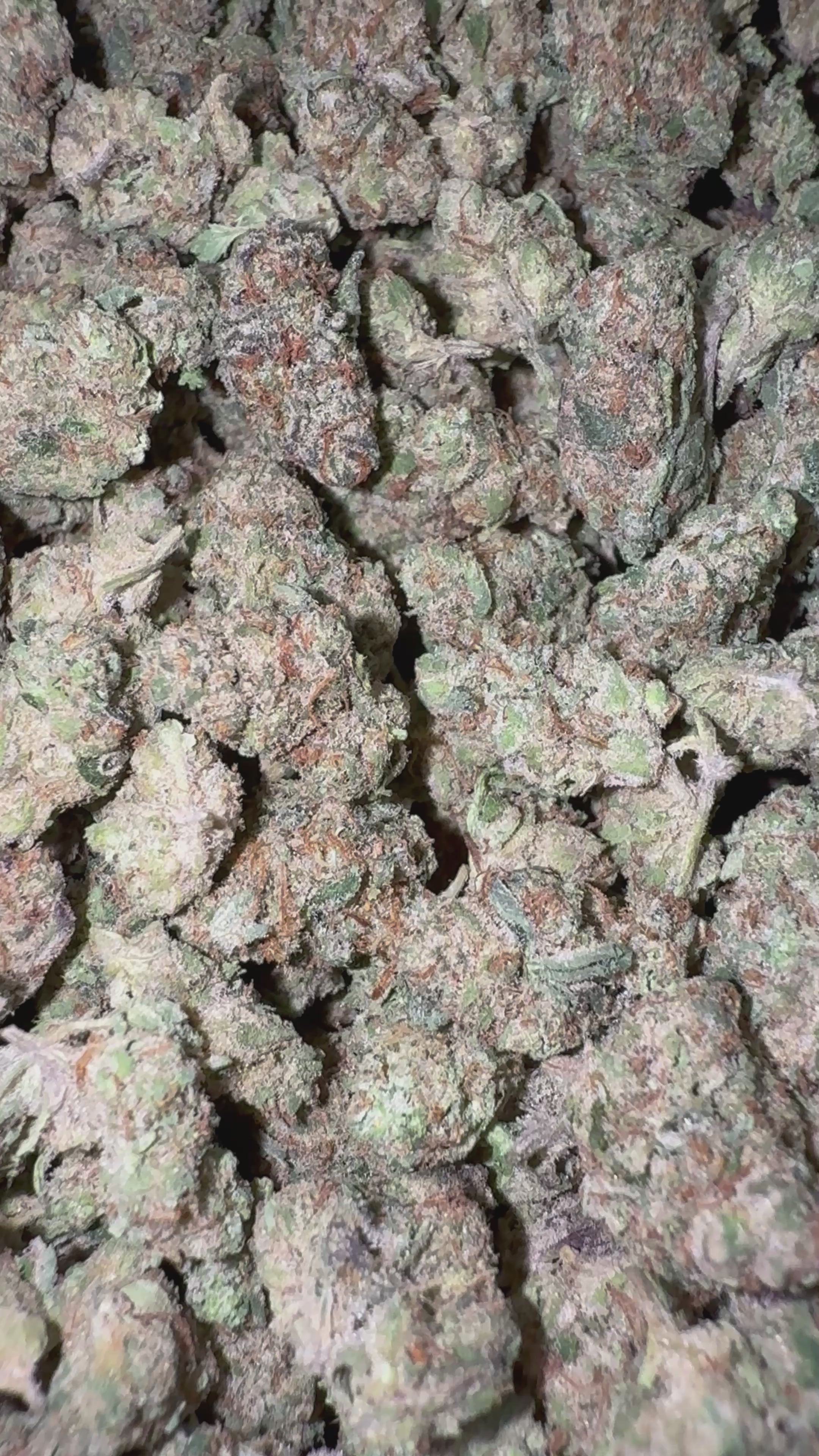 Load video: Icy Pop  - Bulk Littles - Hybrid