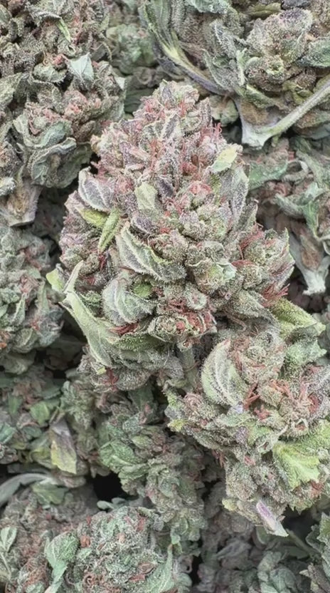 Load video: Durban Sweetz - Bulk - Sativa