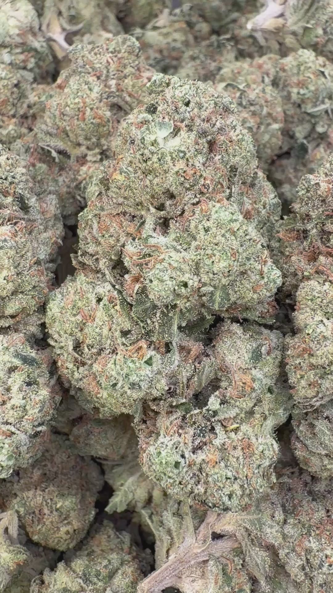 Cargar vídeo: Gas Face Indoor - Bulk - Indica