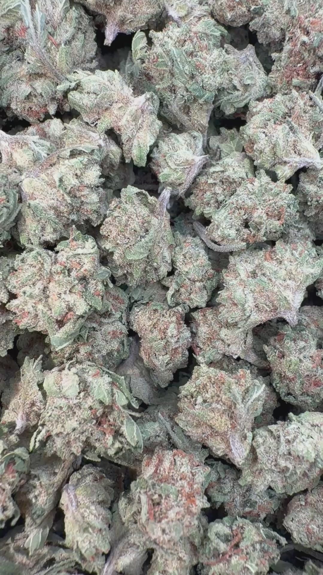 Load video: Purple Punch Indoor Littles - Bulk Littles - Indica