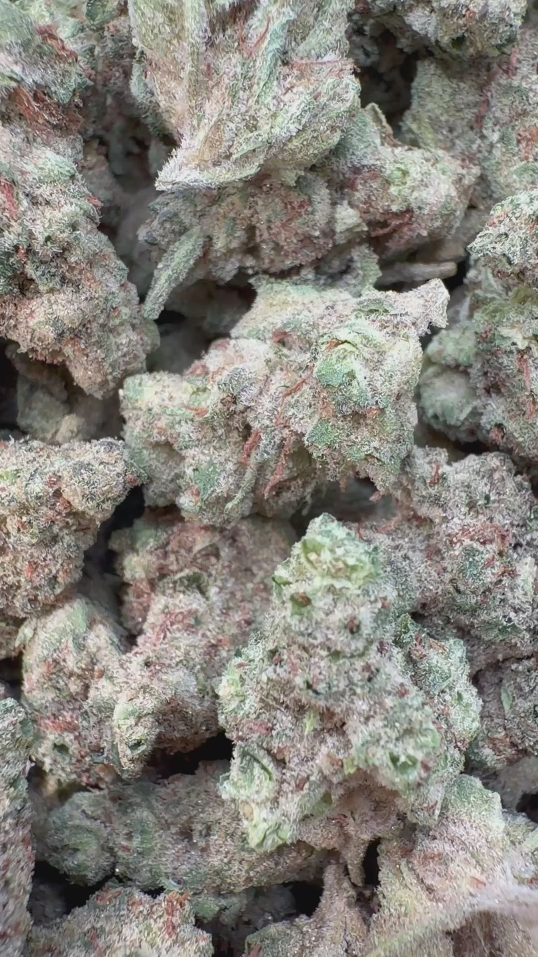 Load video: GMO Indoor Littles - Bulk Littles - Indica