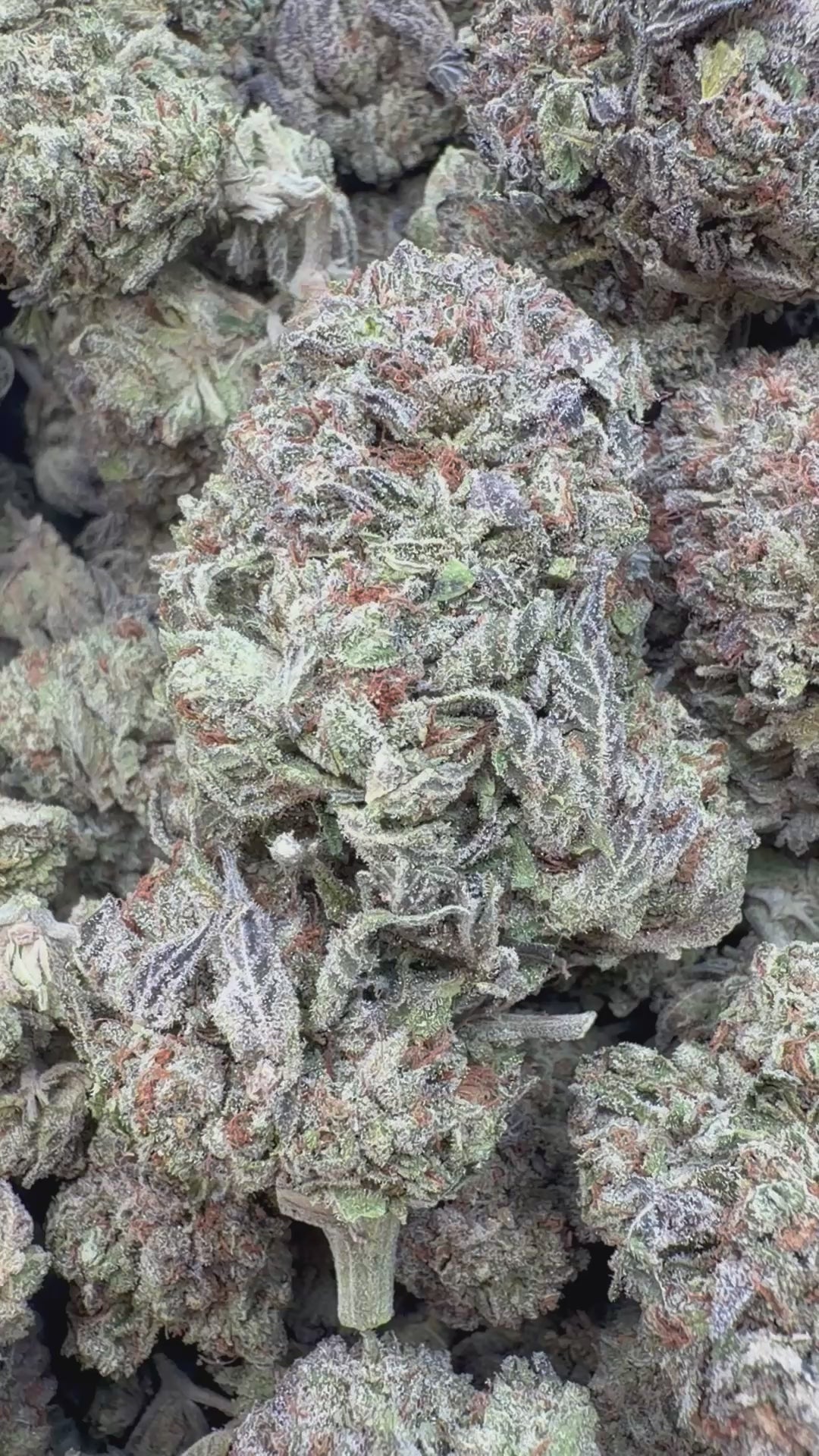 Cargar vídeo: Sunset Sherbet Indoor Littles - A granel - Híbrido