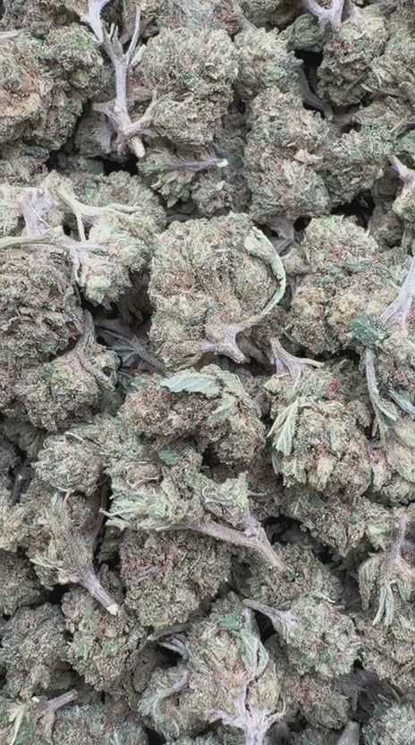 Cargar vídeo: Northern Lights Littles - Littles a granel - Indica