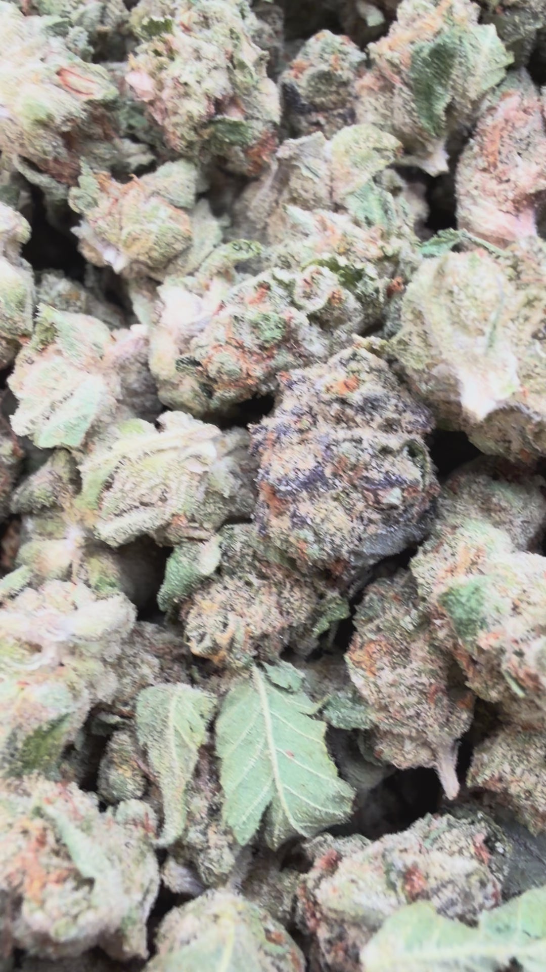 Load video: London Jealousy Littles - Bulk Littles - Hybrid