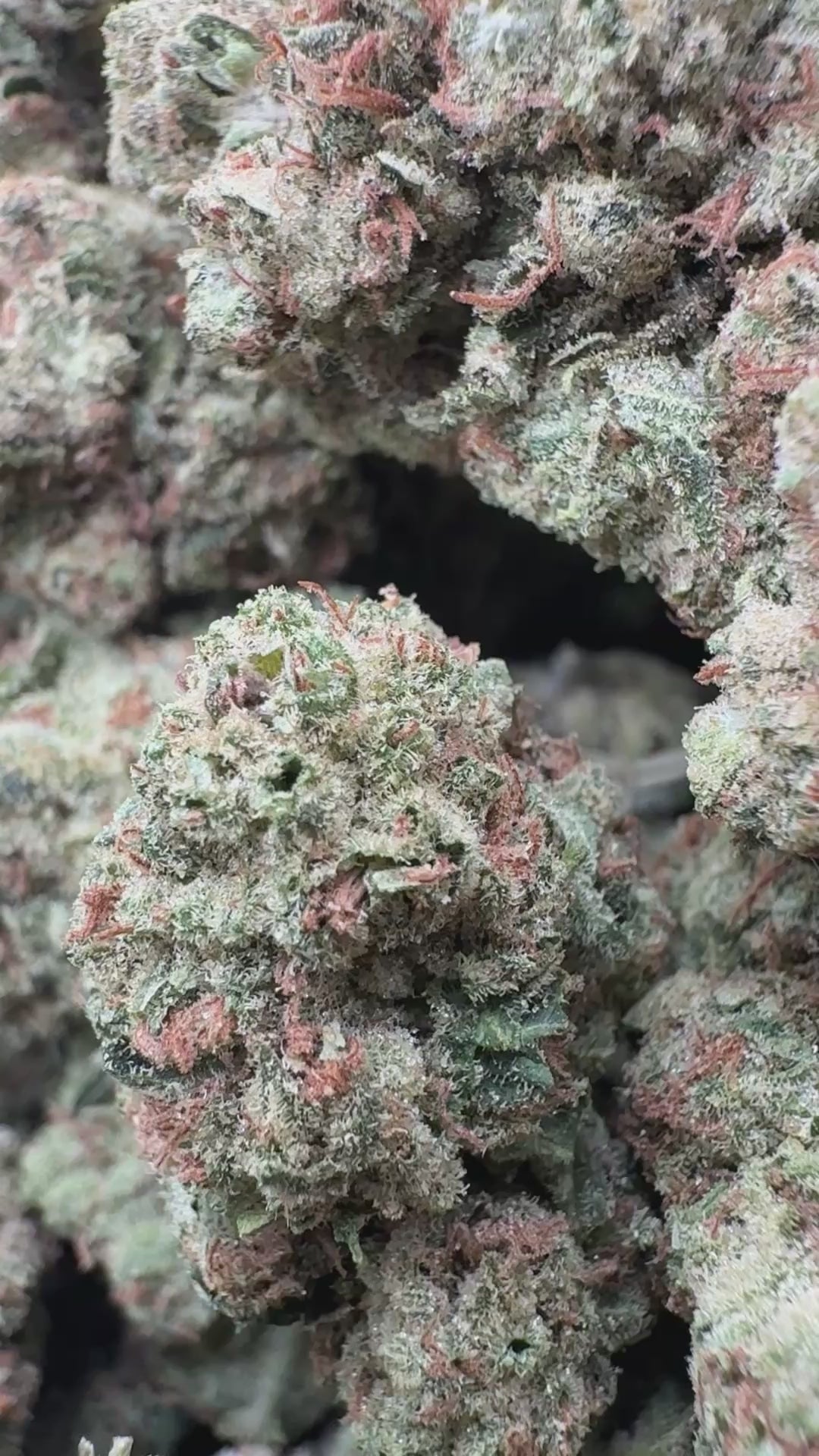 Load video: Laughing Gas - Bulk - Hybrid