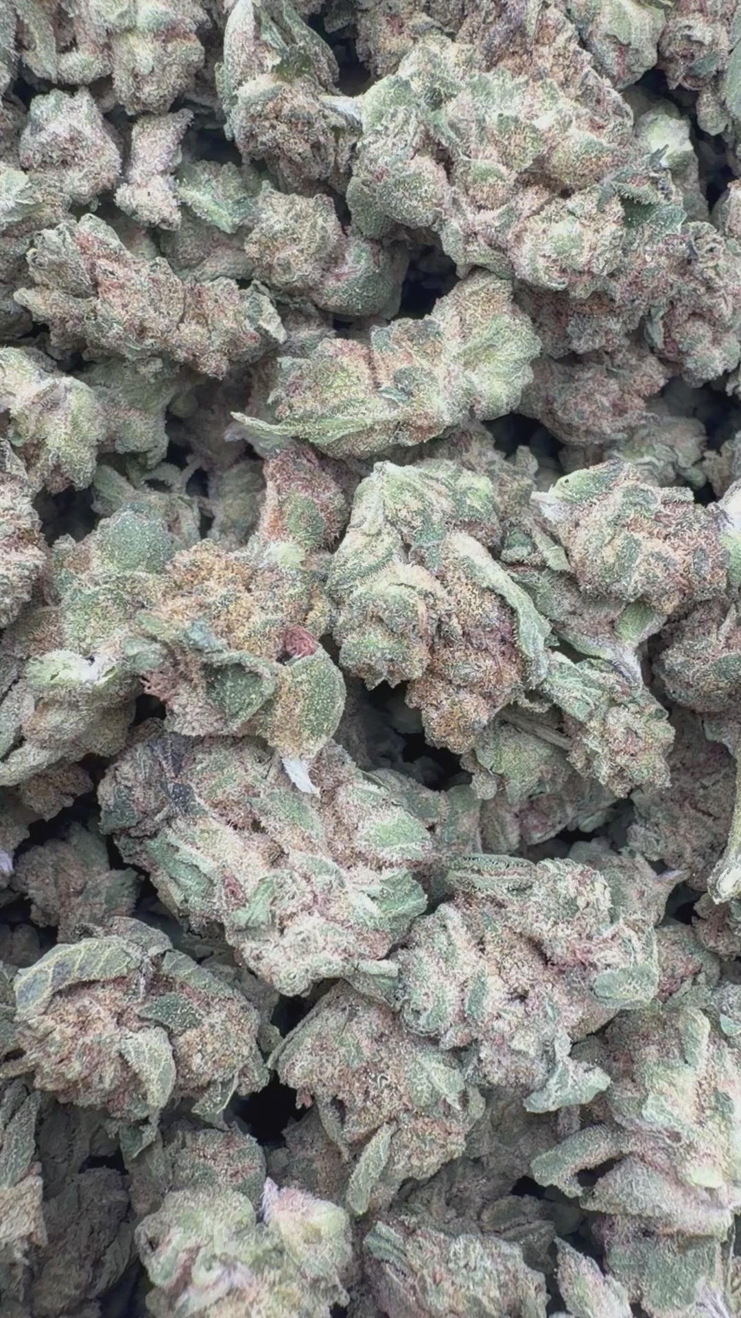 Cargar vídeo: Medianos para pastel de uva - Medianos a granel - Indica 