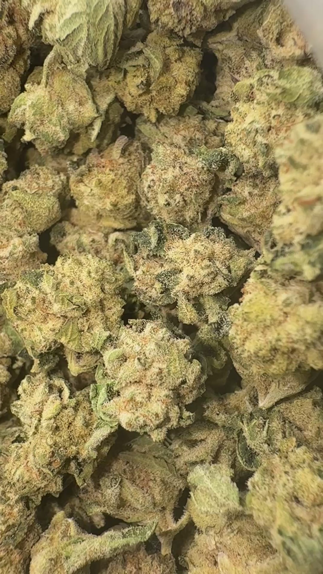 Load video: SinMint Cookies Littles - Bulk Littles - Indica