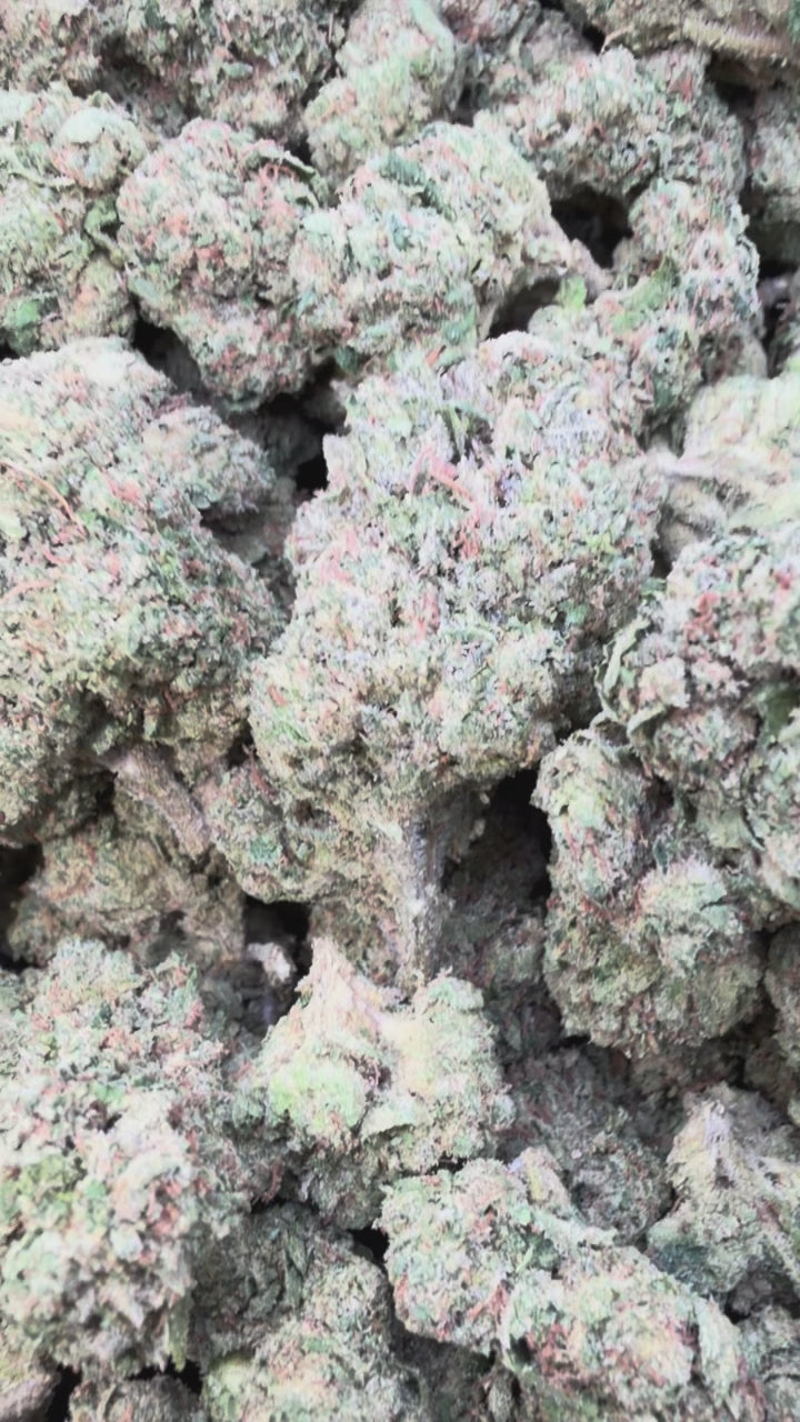 Load video: Gelato 33 - Bulk - Hybrid