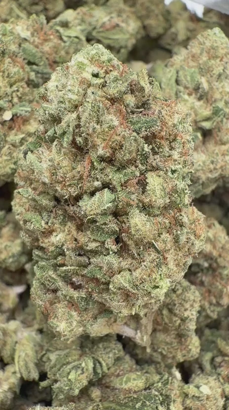 Cargar vídeo: Papaya Runtz - A granel - Híbrida