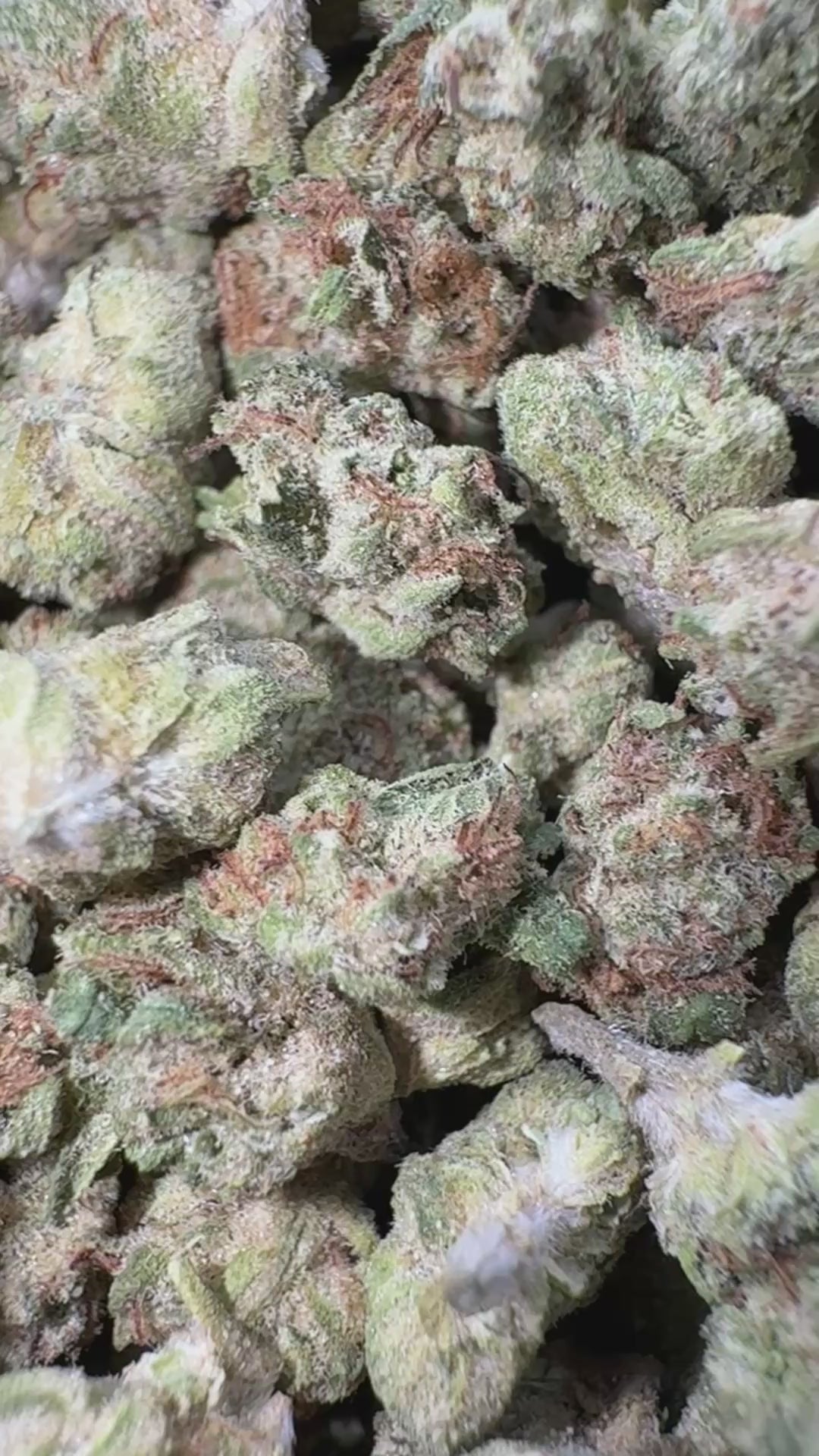 Raspberry Kush - Bulk Micros - Indica – ShopZaza