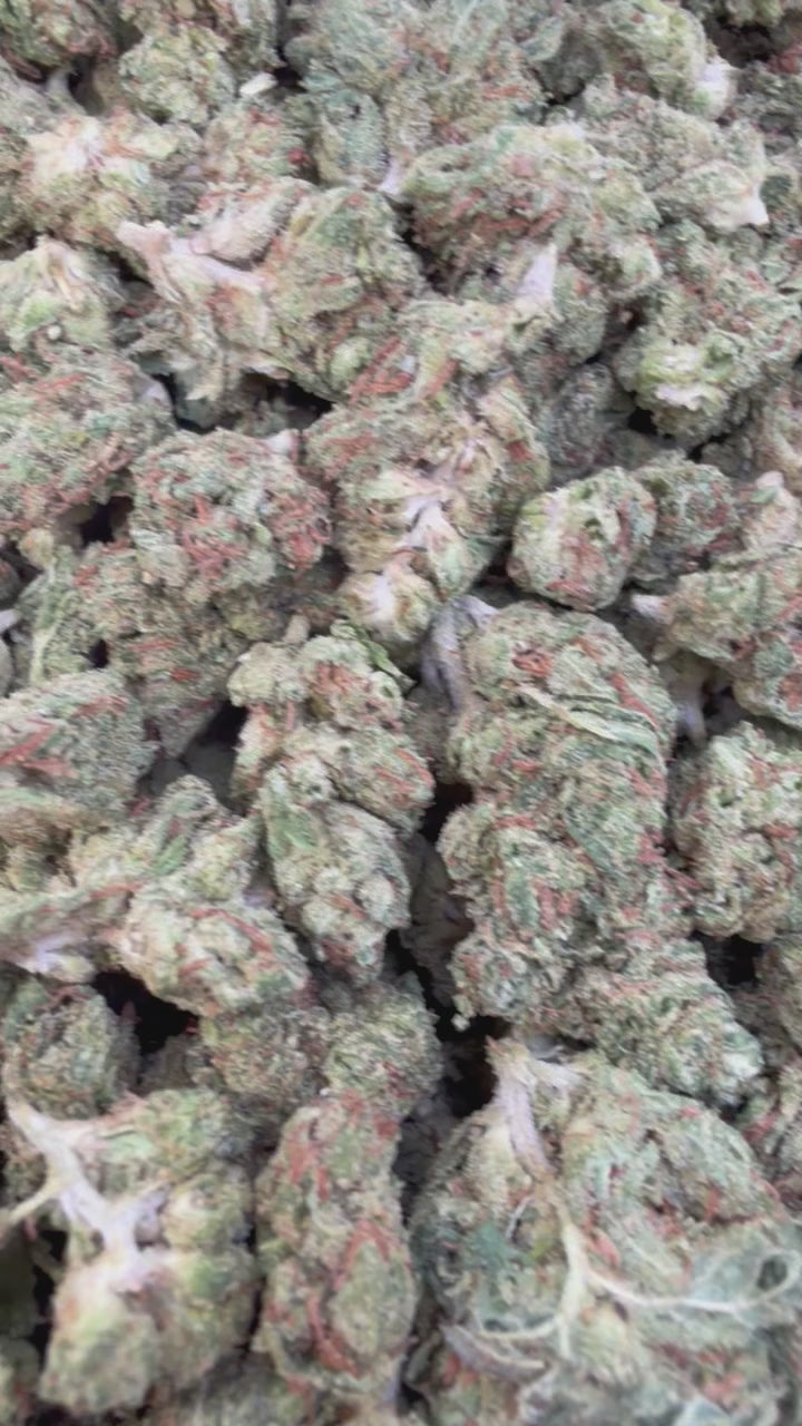 Load video: Jungle Gelato Littles - Bulk Littles - Indica