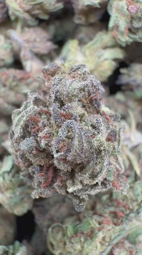 Cargar vídeo: High Society Indoor Littles - Bulk Littles - Híbrido