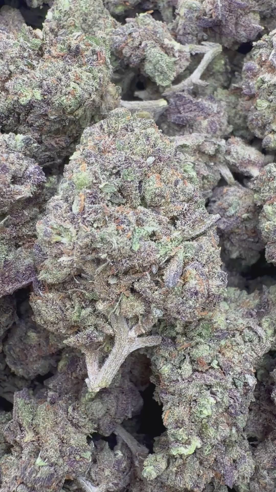 Load video: Frosted Pebbles Indoor - Bulk - Indica