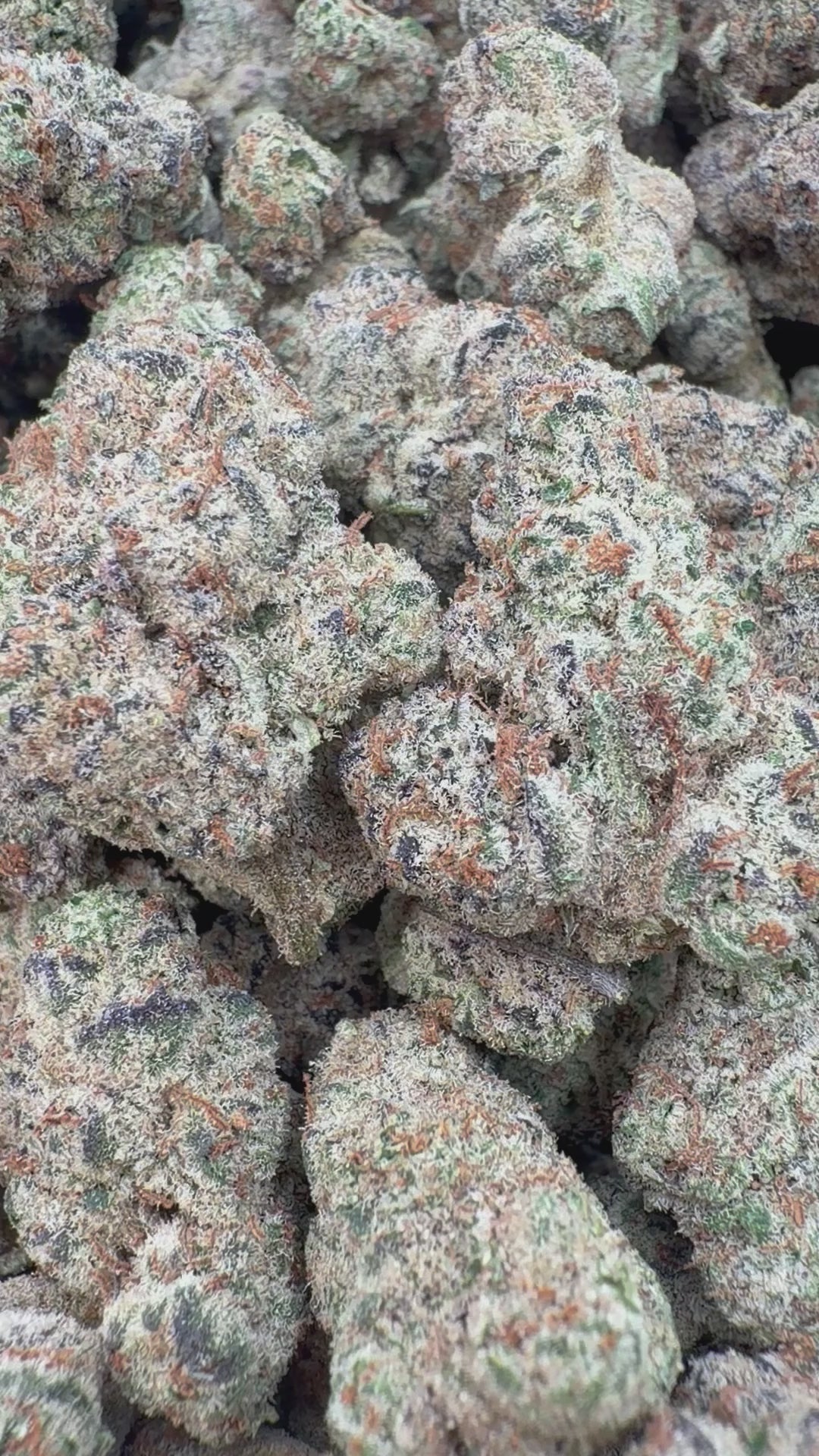 Load video: Grape Pie Indoor - Bulk - Indica