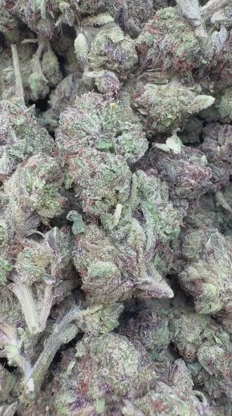 Load video: Gumbo - Bulk - Hybrid