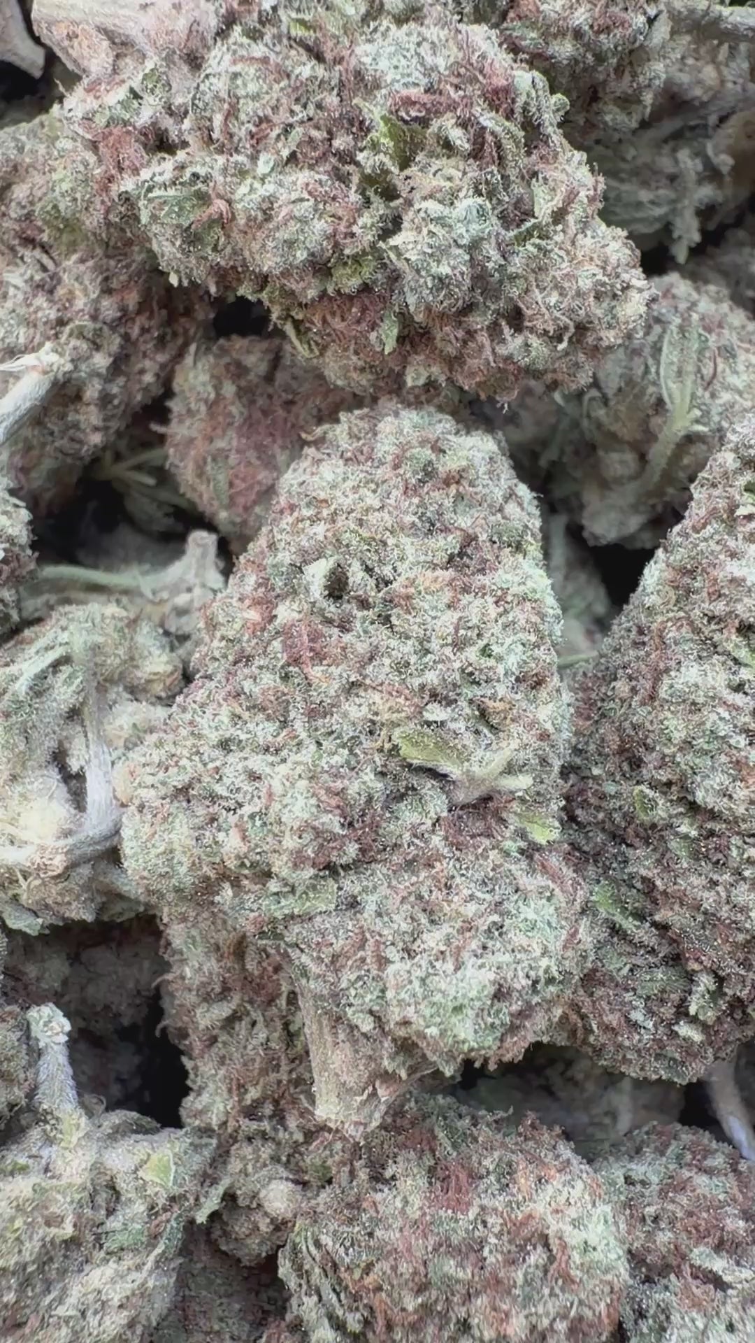 Load video: Cherry Pie - Bulk - Hybrid