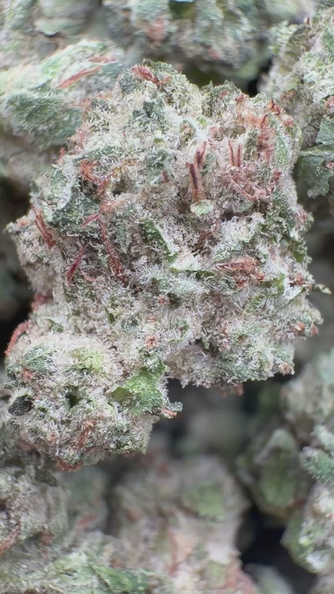 Cargar vídeo: Tahoe OG Littles - Littles a granel - Índica