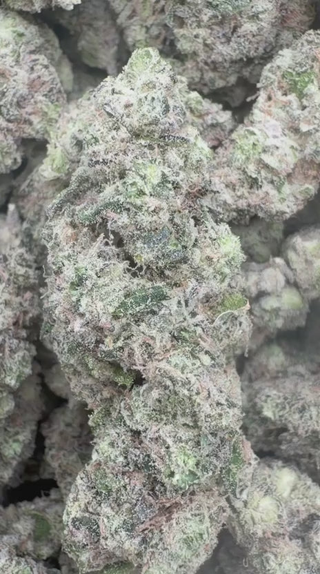 Load video: Han Solo Burger Indoor - Bulk - Indica