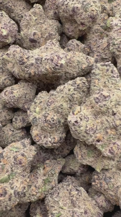 Load video: Platinum Berry Indoor - Bulk - Hybrid