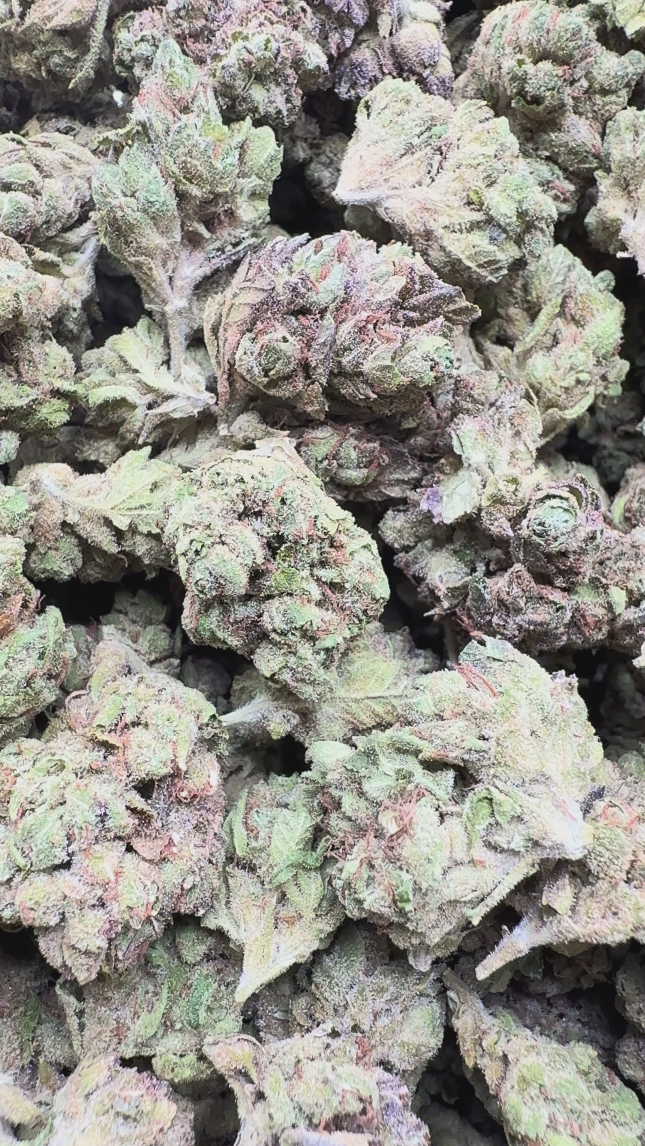 Load video: Butterscotch OG - Bulk - Indica