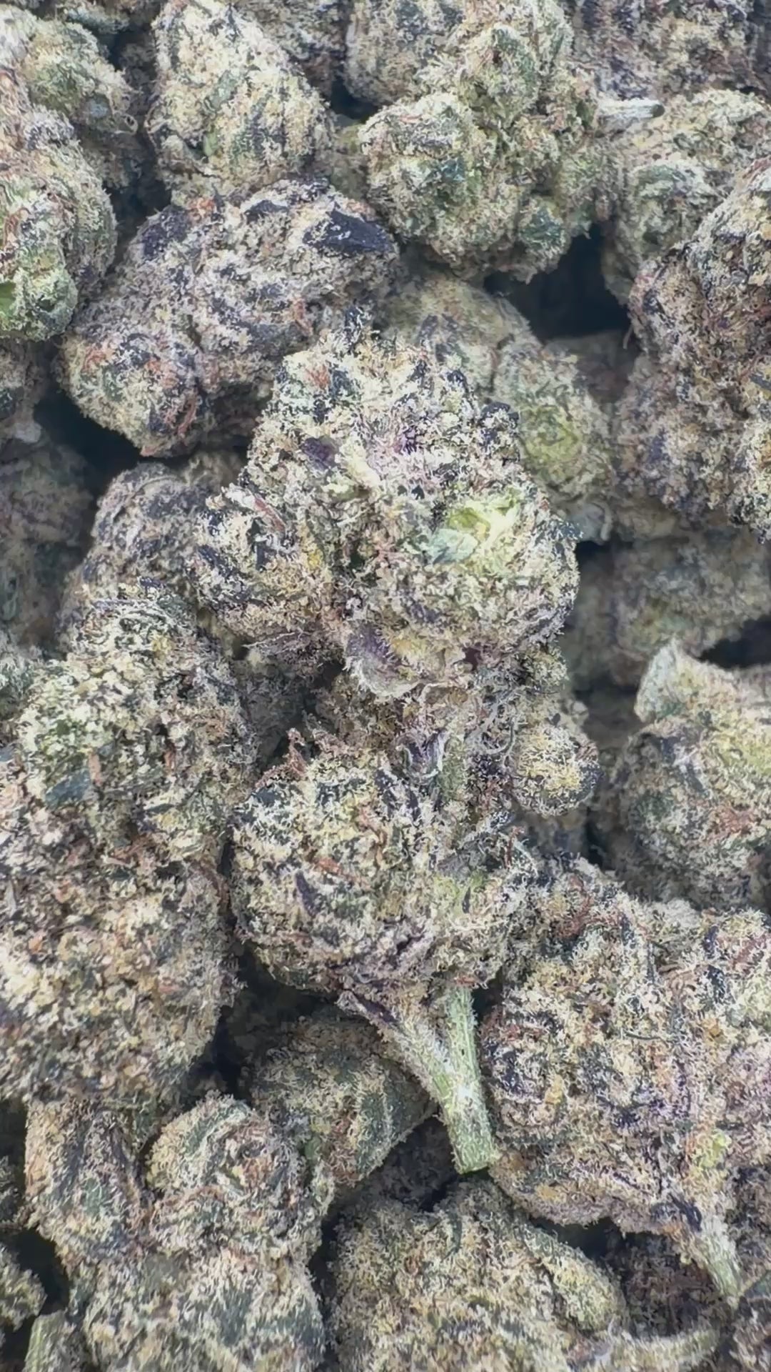 Cargar vídeo: Medios Glitterati - Medios a granel - Indica 
