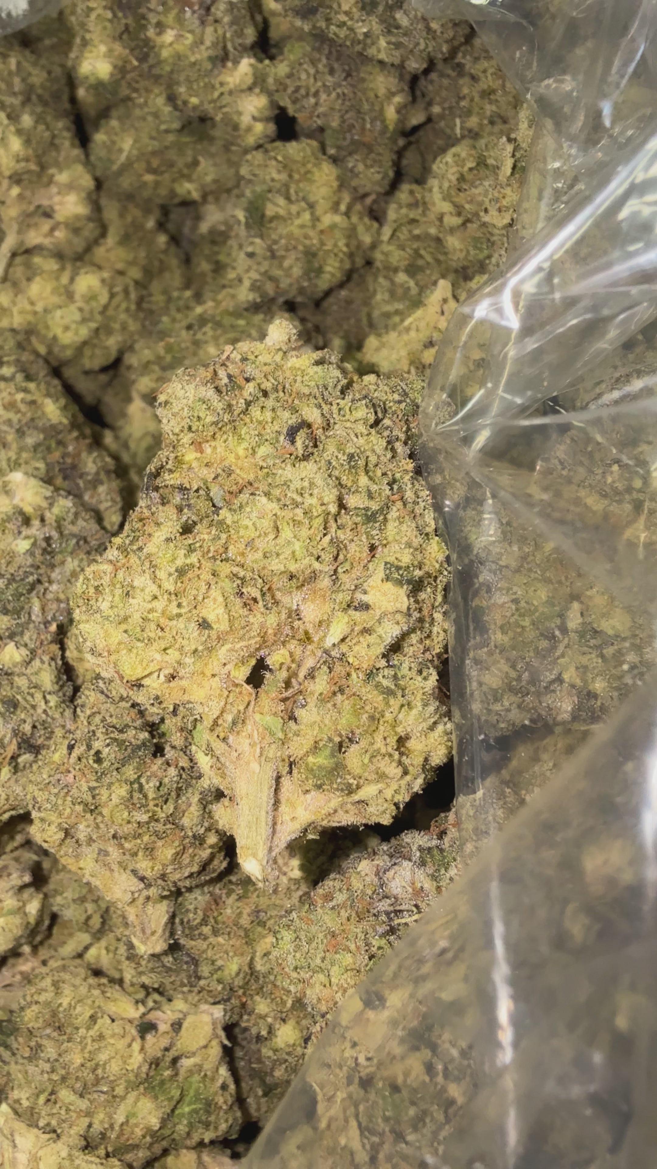 Load video: Churro - Bulk - Hybrid