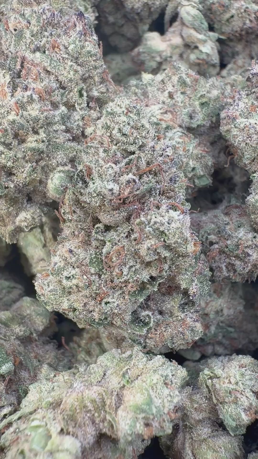 Load video: Hella Jelly Indoor - Bulk  - Sativa