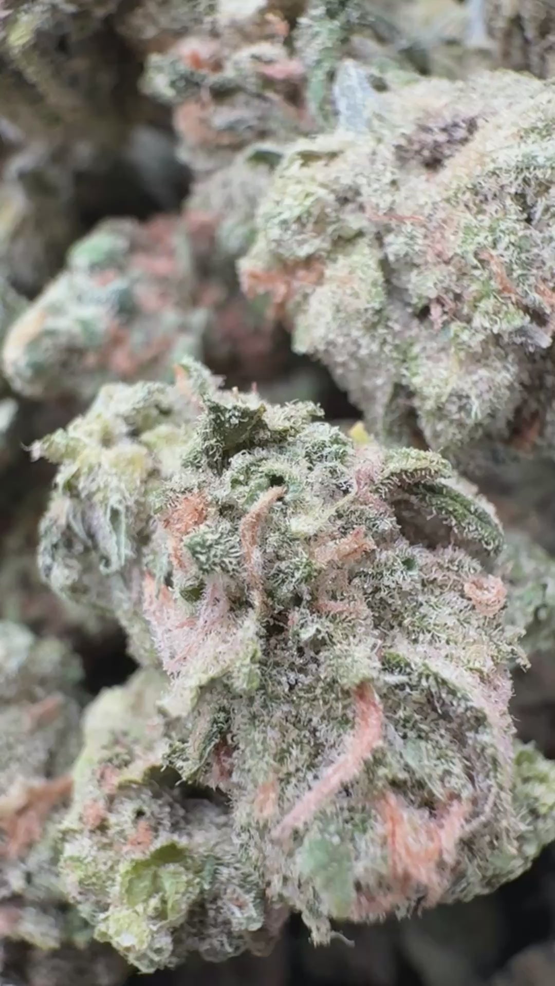Load video: Blue Dream Littles  - Bulk Littles - Sativa