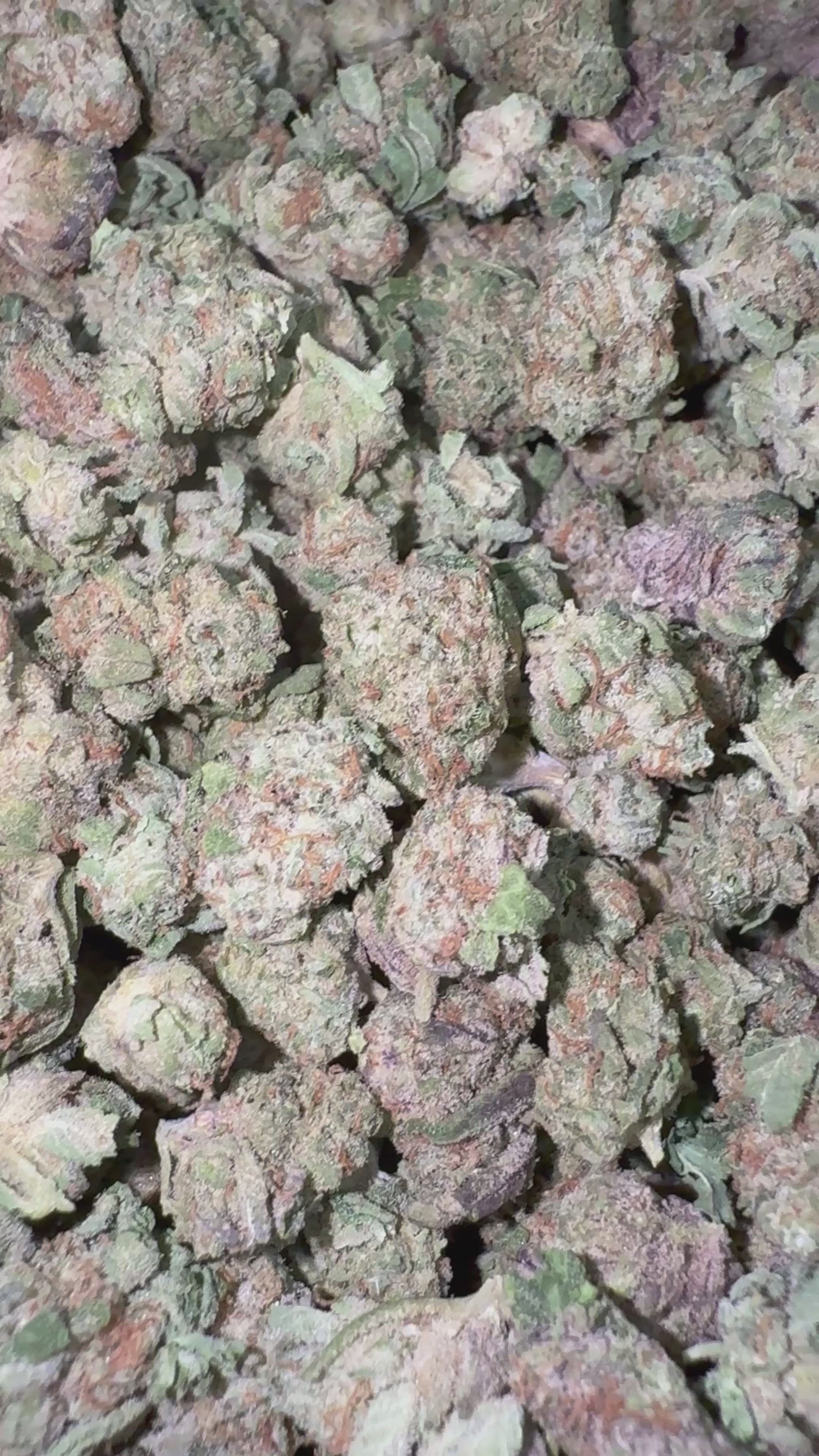 Load video: Ice Cream Cake Littles - Bulk Littles - Indica