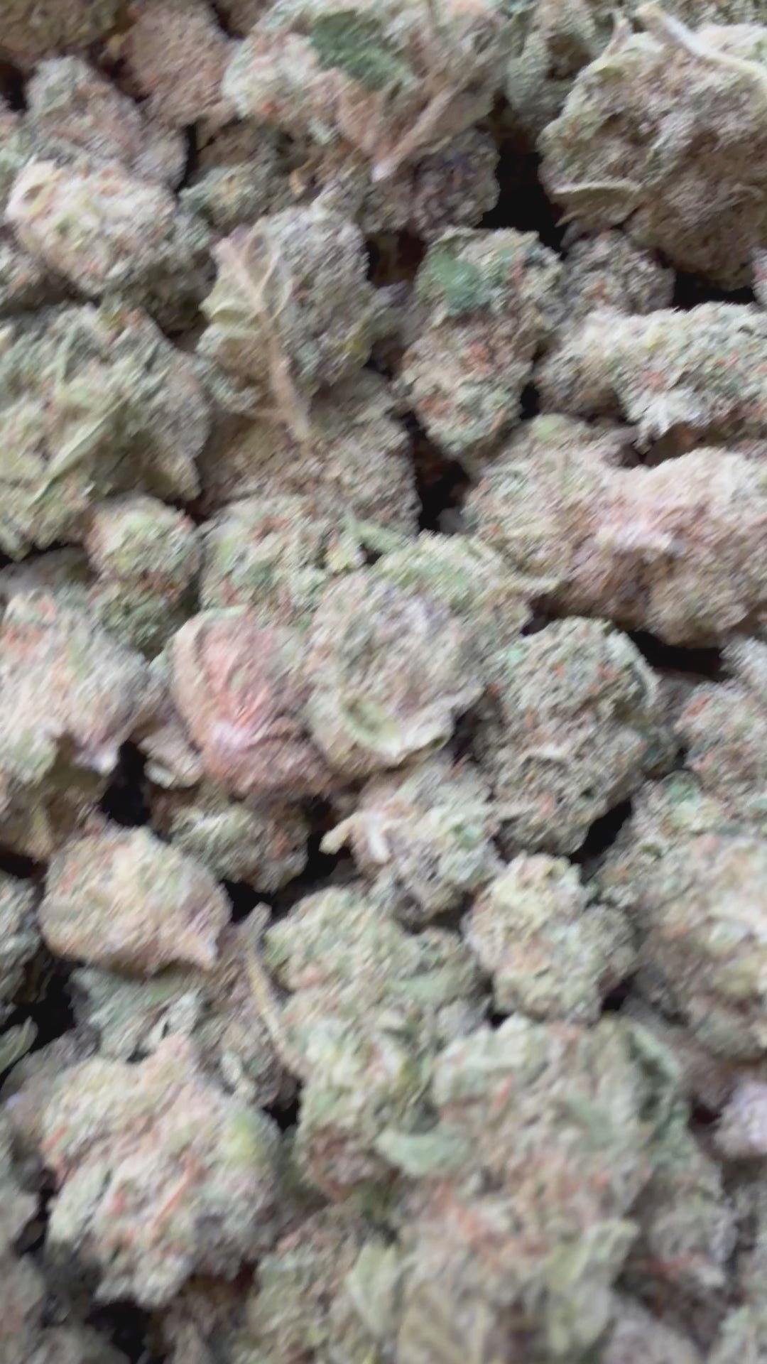 Load video: Grape Cream Cake Littles - Bulk Littles - Indica