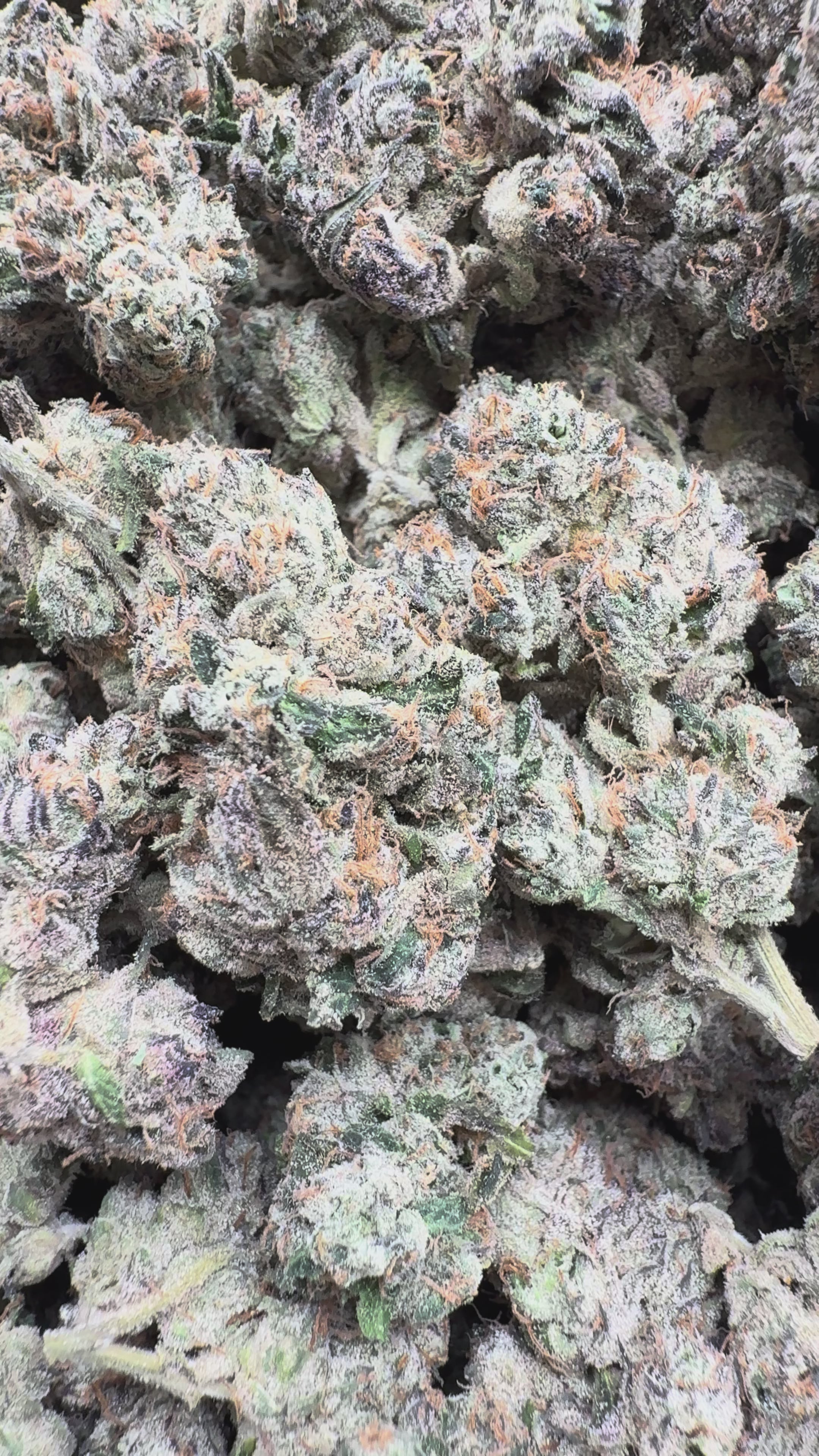 Load video: Elite Boutique Exotic Don Murfos LCG - Bulk - Hybrid