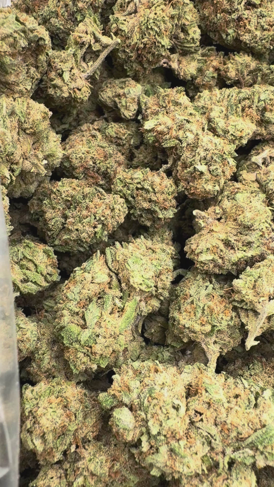 Load video: Jokerz - Bulk - Indica