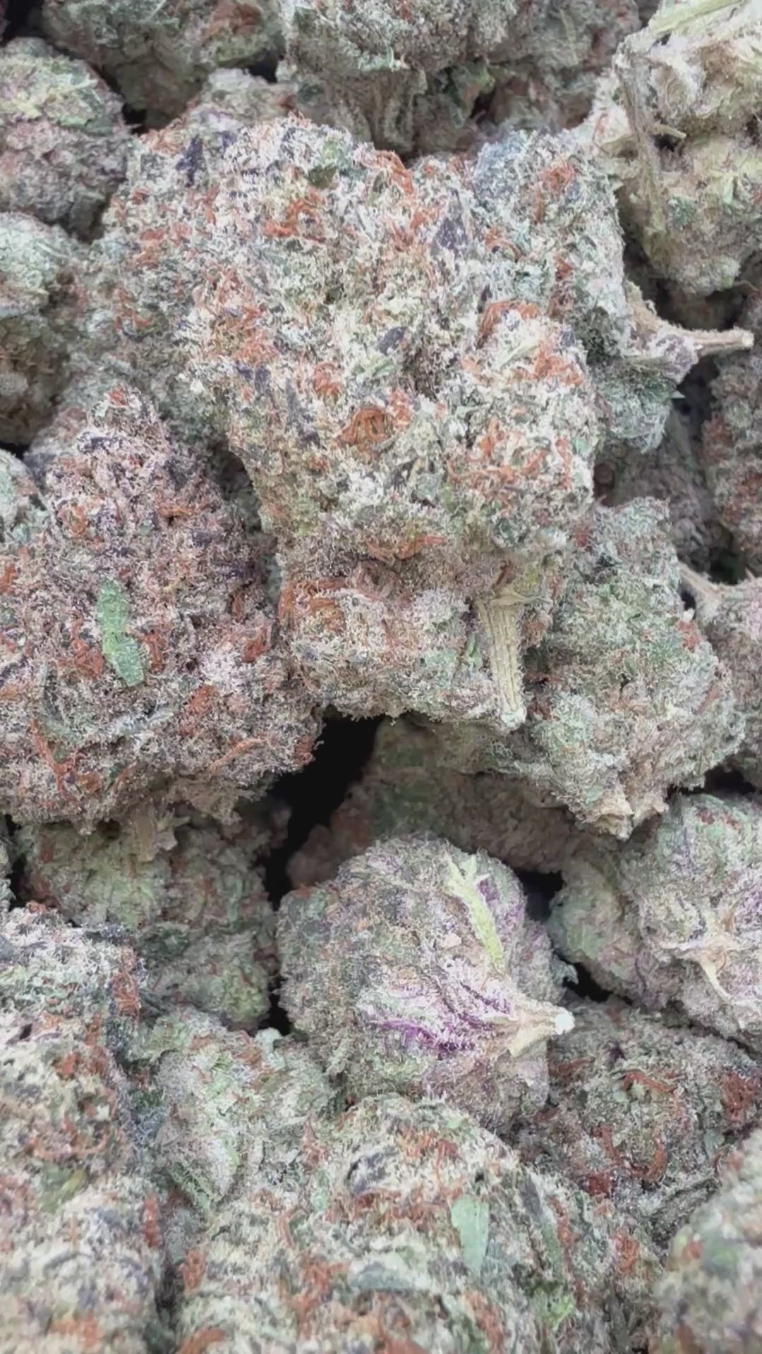 Load video: White Nerds - Bulk - Hybrid