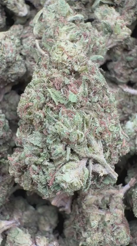 Load video: Gelato Kush - Bulk - Indica
