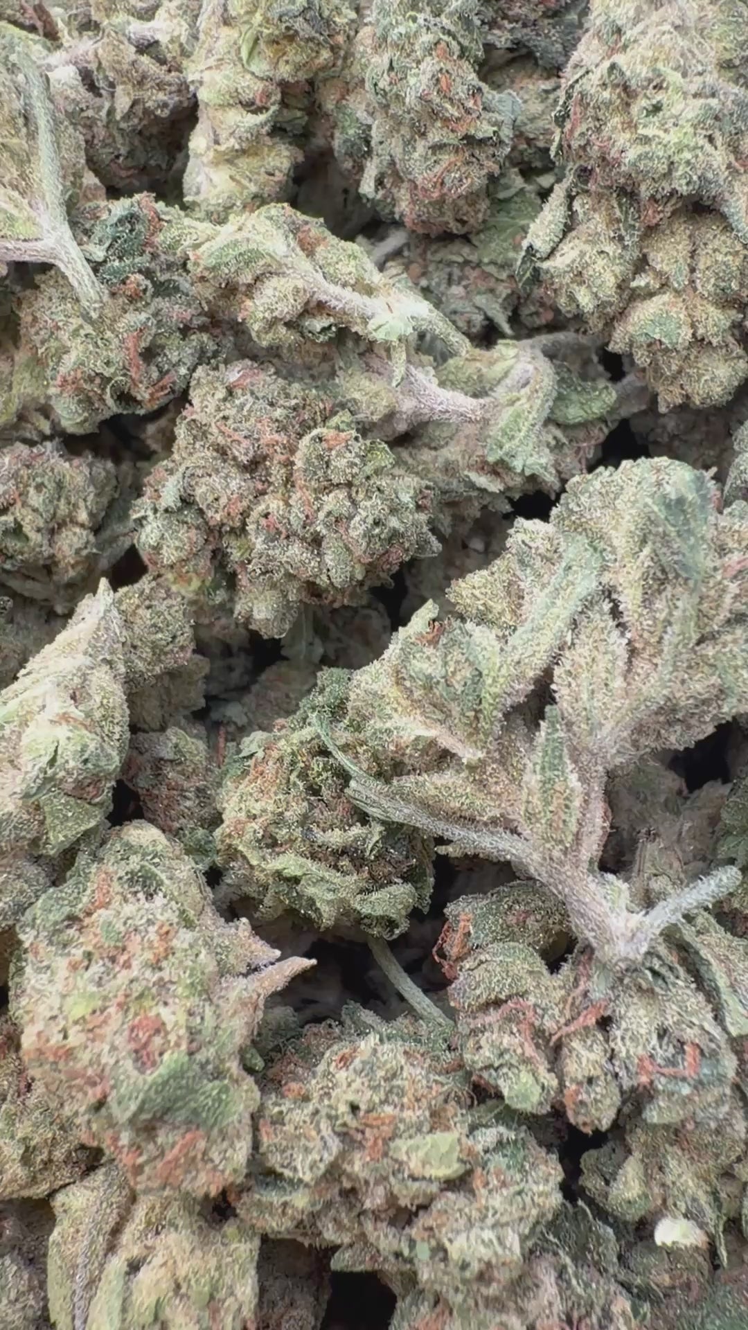 Cargar vídeo: Helado de frutos rojos - A granel - Híbrido