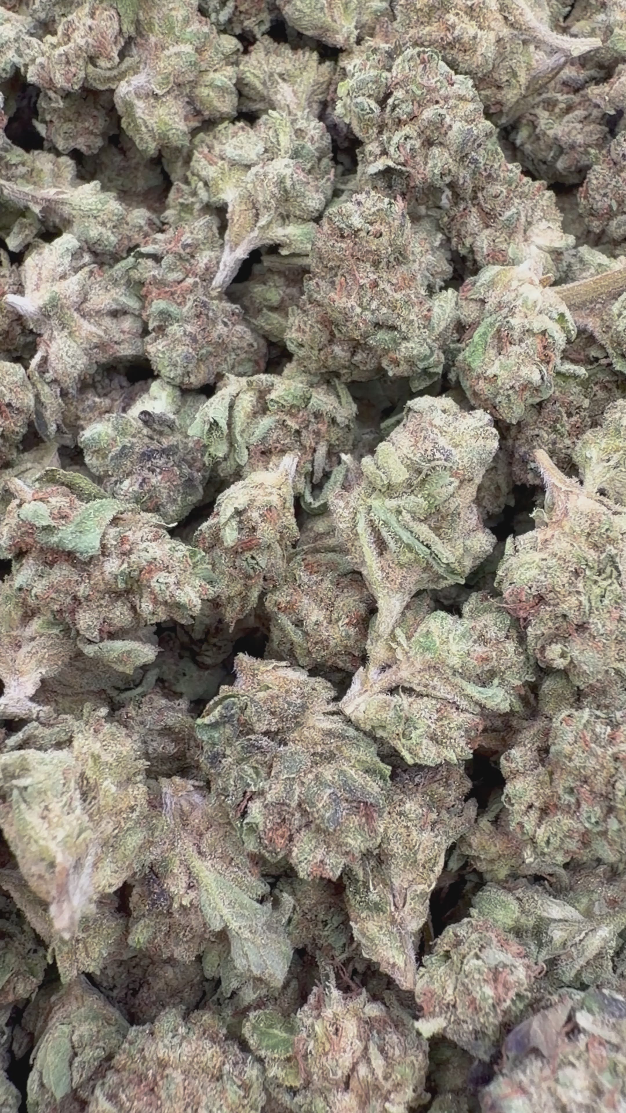 Cargar vídeo: Mintz Littles modificados - Littles a granel - Indica