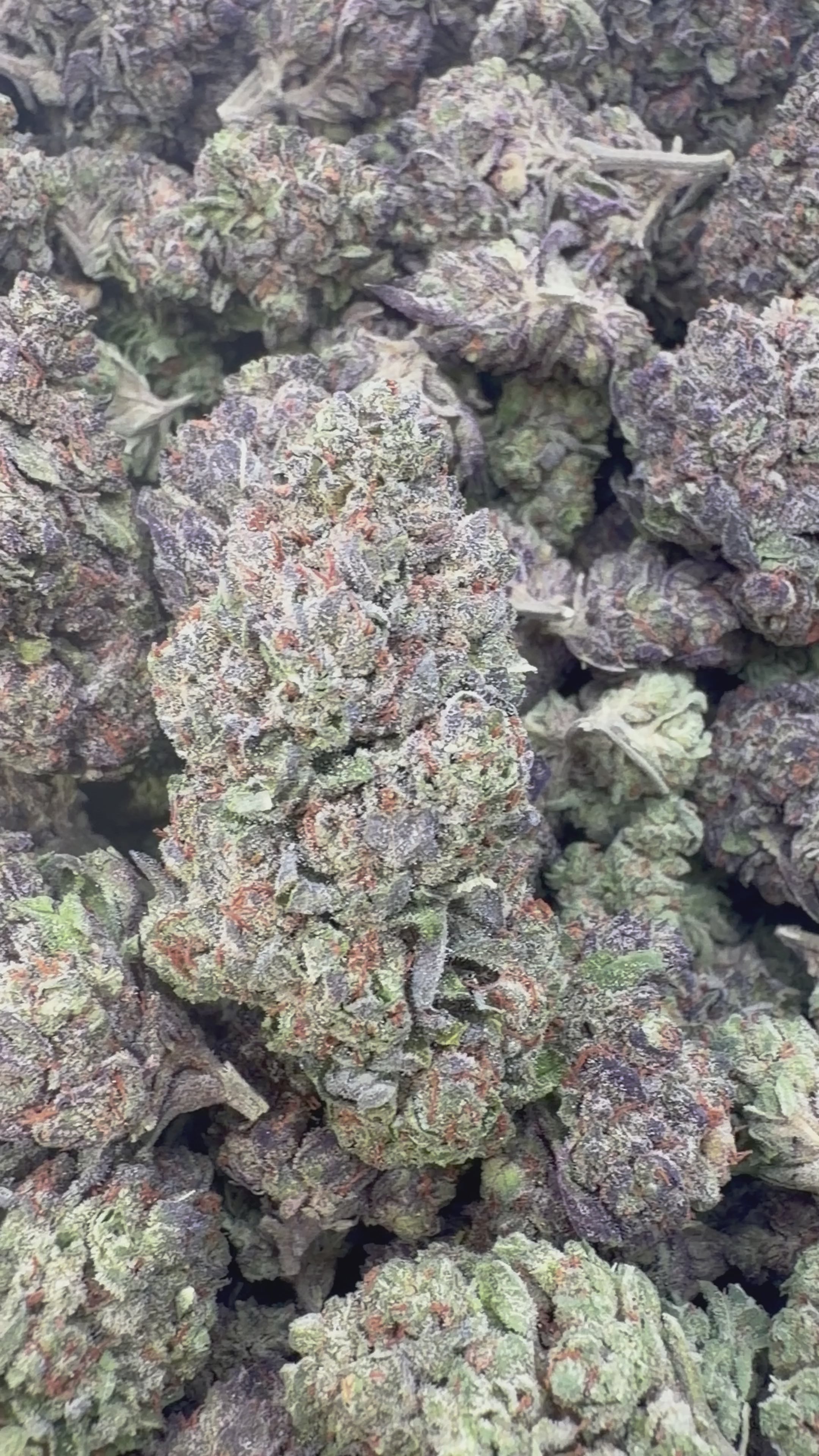 Cargar vídeo: Biscotti 33 Indoor Mediums - Mediums a granel - Indica
