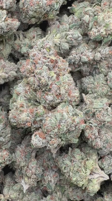 Load video: Marathon OG Indoor - Bulk- Indica