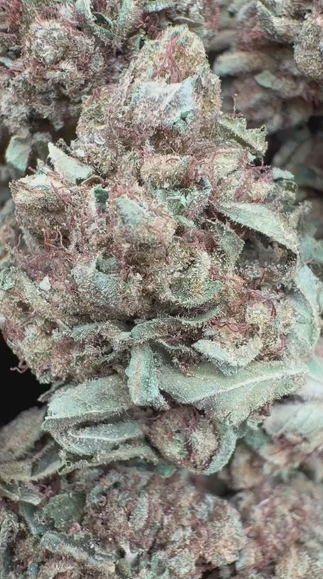 Load video: Chem Dawg - Bulk - Hybrid